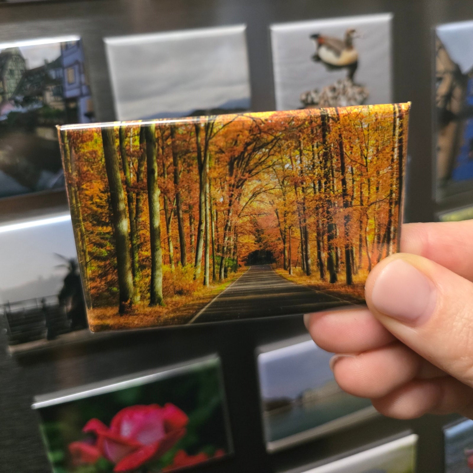 Person holding a photo magnet with a forest design in front of a display of various photo magnets.