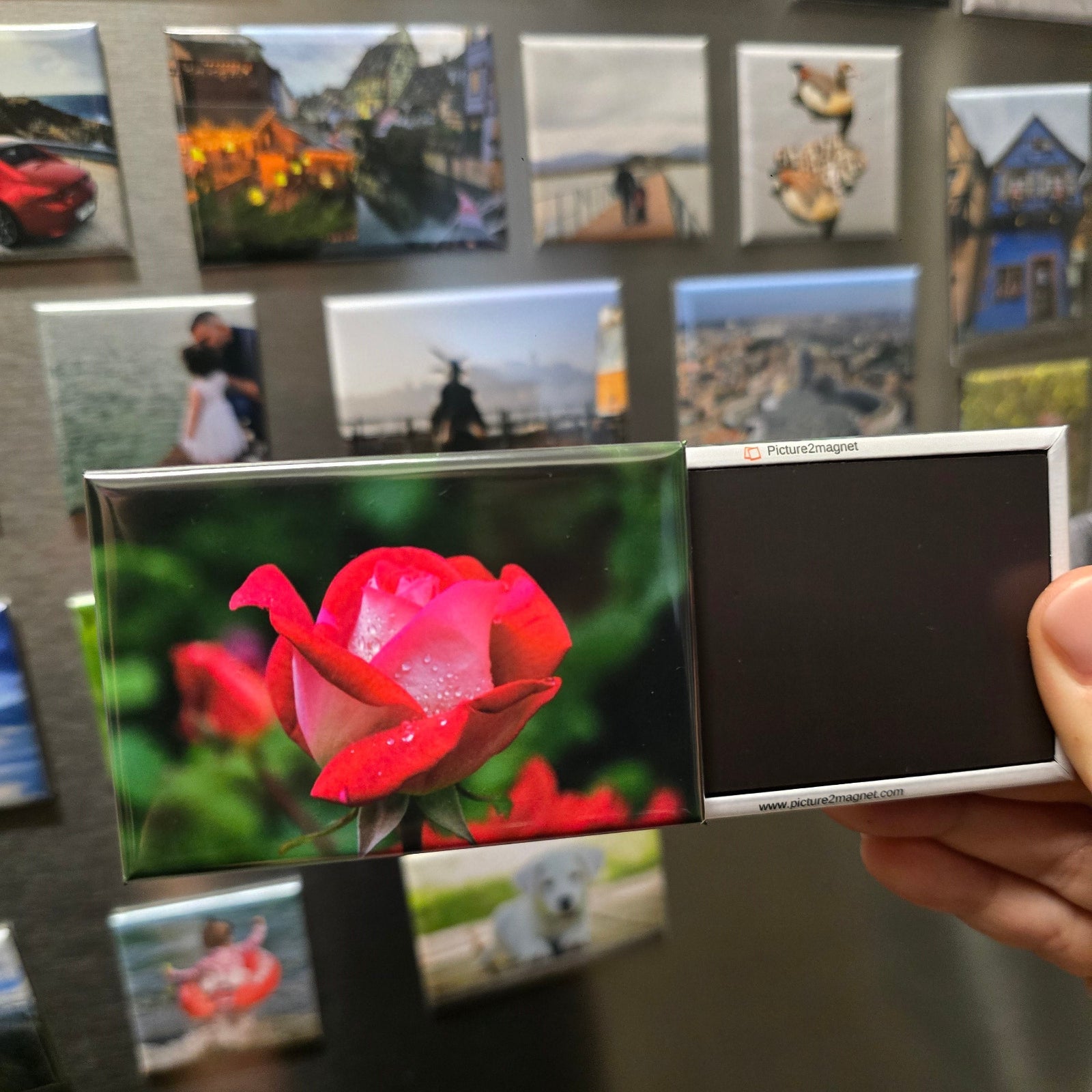 Hand holding photo magnets displaying a red rose against a fridge with photo magnets.